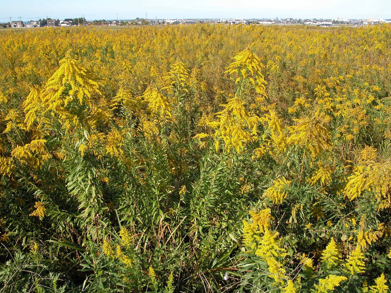 セイタカアワダチソウ