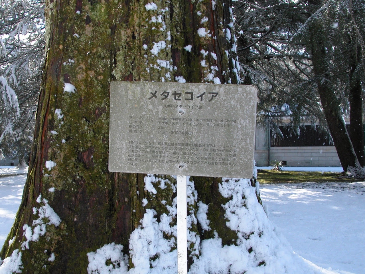 メタセコイア①