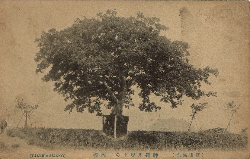 磯部の一本榎(絵葉書)